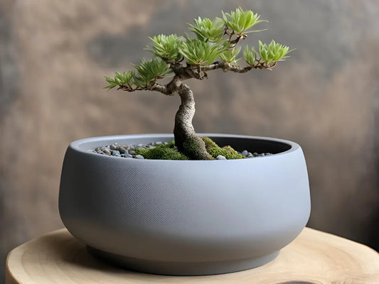 Modern Round Bonsai Pot