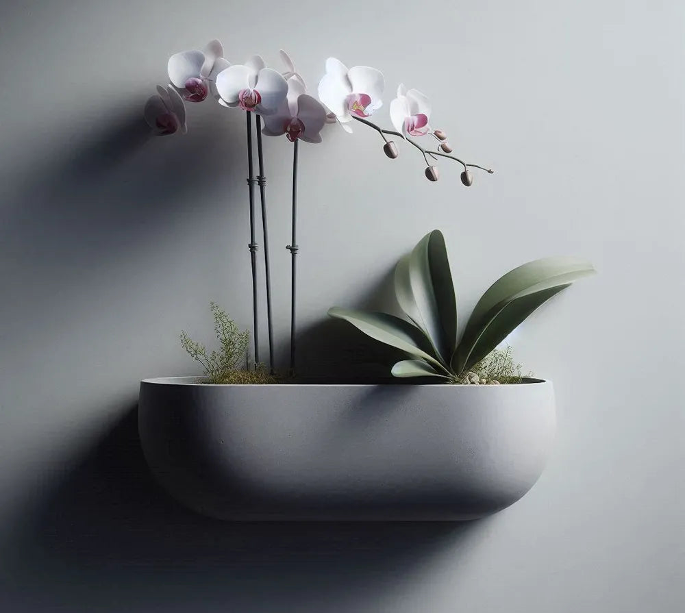 Wall Hanging Orchid Plant Pot