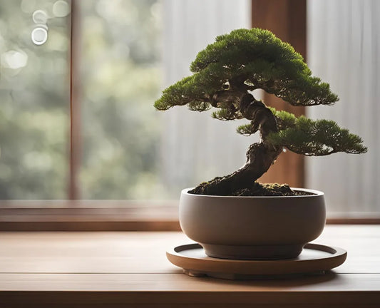 Curved Bonsai Pot with Drainage Hole